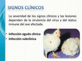 La severidad de los signos clínicos y las lesiones
  dependen de la virulencia del virus y del status
  inmune del ave afectada.

• Infección aguda clínica
• Infección subclínica
 
