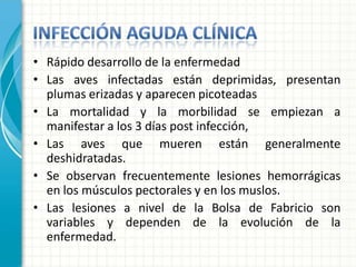 • Rápido desarrollo de la enfermedad
• Las aves infectadas están deprimidas, presentan
  plumas erizadas y aparecen picoteadas
• La mortalidad y la morbilidad se empiezan a
  manifestar a los 3 días post infección,
• Las aves que mueren están generalmente
  deshidratadas.
• Se observan frecuentemente lesiones hemorrágicas
  en los músculos pectorales y en los muslos.
• Las lesiones a nivel de la Bolsa de Fabricio son
  variables y dependen de la evolución de la
  enfermedad.
 