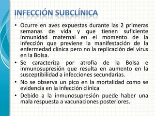 • Ocurre en aves expuestas durante las 2 primeras
  semanas de vida y que tienen suficiente
  inmunidad maternal en el momento de la
  infección que previene la manifestación de la
  enfermedad clínica pero no la replicación del virus
  en la Bolsa.
• Se caracteriza por atrofia de la Bolsa e
  inmunosupresión que resulta en aumento en la
  susceptibilidad a infecciones secundarias.
• No se observa un pico en la mortalidad como se
  evidencia en la infección clínica
• Debido a la inmunosupresión puede haber una
  mala respuesta a vacunaciones posteriores.
 