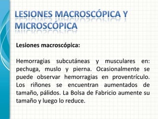 Lesiones macroscópica:

Hemorragias subcutáneas y musculares en:
pechuga, muslo y pierna. Ocasionalmente se
puede observar hemorragias en proventrículo.
Los riñones se encuentran aumentados de
tamaño, pálidos. La Bolsa de Fabricio aumente su
tamaño y luego lo reduce.
 