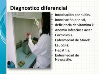 Diagnostico diferencial
                •   Intoxicación por sulfas,
                •   intoxicación por sal,
                •   deficiencia de vitamina k
                •   Anemia Infecciosa aviar.
                •   Coccidiosis.
                •   Enfermedad de Marek.
                •   Leucosis.
                •   Hepatitis.
                •   Enfermedad de
                    Newcastle.
 