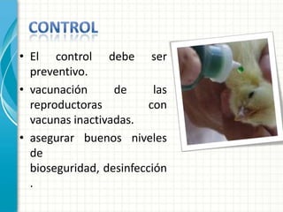 • El control debe ser
  preventivo.
• vacunación      de      las
  reproductoras          con
  vacunas inactivadas.
• asegurar buenos niveles
  de
  bioseguridad, desinfección
  .
 