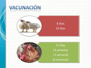 8 Días
  19 Dias




  11 Días
(3 semana)
( 5 semana)
(6 semanas)
 