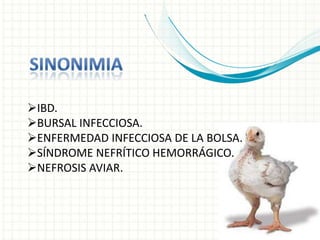 IBD.
BURSAL INFECCIOSA.
ENFERMEDAD INFECCIOSA DE LA BOLSA.
SÍNDROME NEFRÍTICO HEMORRÁGICO.
NEFROSIS AVIAR.
 