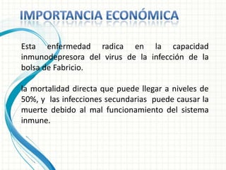 Esta enfermedad radica en la capacidad
inmunodepresora del virus de la infección de la
bolsa de Fabricio.

la mortalidad directa que puede llegar a niveles de
50%, y las infecciones secundarias puede causar la
muerte debido al mal funcionamiento del sistema
inmune.
 