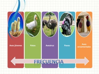 Aves
Aves jóvenes   Patos   Avestruz   Pavos
                                          ornamentales
 