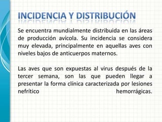 Se encuentra mundialmente distribuida en las áreas
de producción avícola. Su incidencia se considera
muy elevada, principalmente en aquellas aves con
niveles bajos de anticuerpos maternos.

Las aves que son expuestas al virus después de la
tercer semana, son las que pueden llegar a
presentar la forma clínica caracterizada por lesiones
nefrítico                              hemorrágicas.
 
