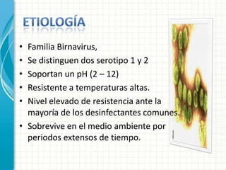 • Familia Birnavirus,
• Se distinguen dos serotipo 1 y 2
• Soportan un pH (2 – 12)
• Resistente a temperaturas altas.
• Nivel elevado de resistencia ante la
  mayoría de los desinfectantes comunes.
• Sobrevive en el medio ambiente por
  periodos extensos de tiempo.
 