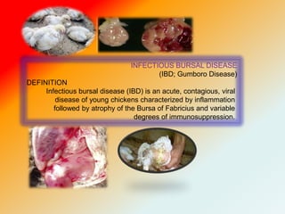 INFECTIOUS BURSAL DISEASE
(IBD; Gumboro Disease)
DEFINITION
Infectious bursal disease (IBD) is an acute, contagious, viral
disease of young chickens characterized by inflammation
followed by atrophy of the Bursa of Fabricius and variable
degrees of immunosuppression.
 