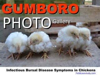 GUMBOROGUMBOROGUMBOROGUMBORO
PHOTOPHOTOGalleryGallery
Infectious Bursal Disease Symptoms in Chickens
Fieldcasestudy.com
 
