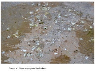 Gumboro diseases, infectious bursal disease symptoms in chickens
