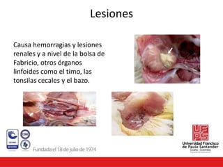 Lesiones
Causa hemorragias y lesiones
renales y a nivel de la bolsa de
Fabricio, otros órganos
linfoides como el timo, las
tonsilas cecales y el bazo.
 