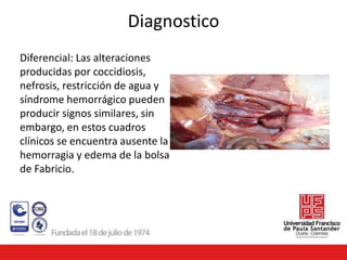 Diagnostico
Diferencial: Las alteraciones
producidas por coccidiosis,
nefrosis, restricción de agua y
síndrome hemorrágico pueden
producir signos similares, sin
embargo, en estos cuadros
clínicos se encuentra ausente la
hemorragia y edema de la bolsa
de Fabricio.
 