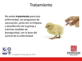 Tratamiento
No existe tratamiento para esta
enfermedad. Los programas de
vacunación, junto con la limpieza
y desinfección de la granja y
estrictas medidas de
bioseguridad, son la base del
control de la enfermedad
 