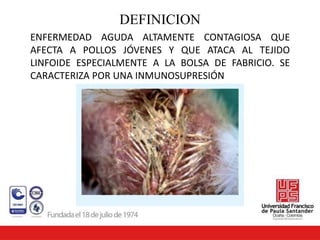 ENFERMEDAD AGUDA ALTAMENTE CONTAGIOSA QUE
AFECTA A POLLOS JÓVENES Y QUE ATACA AL TEJIDO
LINFOIDE ESPECIALMENTE A LA BOLSA DE FABRICIO. SE
CARACTERIZA POR UNA INMUNOSUPRESIÓN
DEFINICION
 