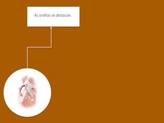 As orelhas se destacam.
 