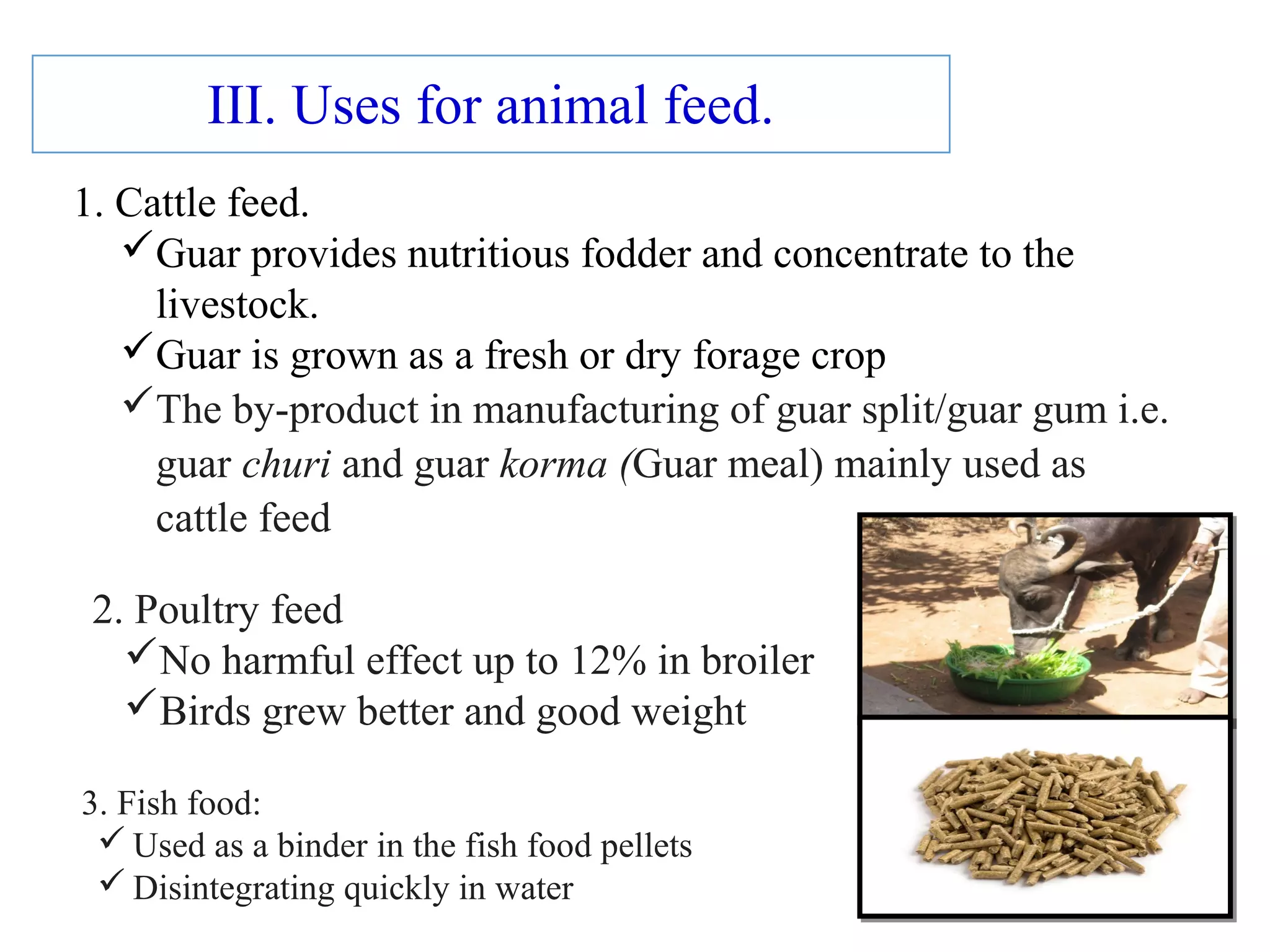 III. Uses for animal feed.
1. Cattle feed.
Guar provides nutritious fodder and concentrate to the
livestock.
Guar is grown as a fresh or dry forage crop
The by-product in manufacturing of guar split/guar gum i.e.
guar churi and guar korma (Guar meal) mainly used as
cattle feed
2. Poultry feed
No harmful effect up to 12% in broiler
Birds grew better and good weight
3. Fish food:
 Used as a binder in the fish food pellets
 Disintegrating quickly in water
 