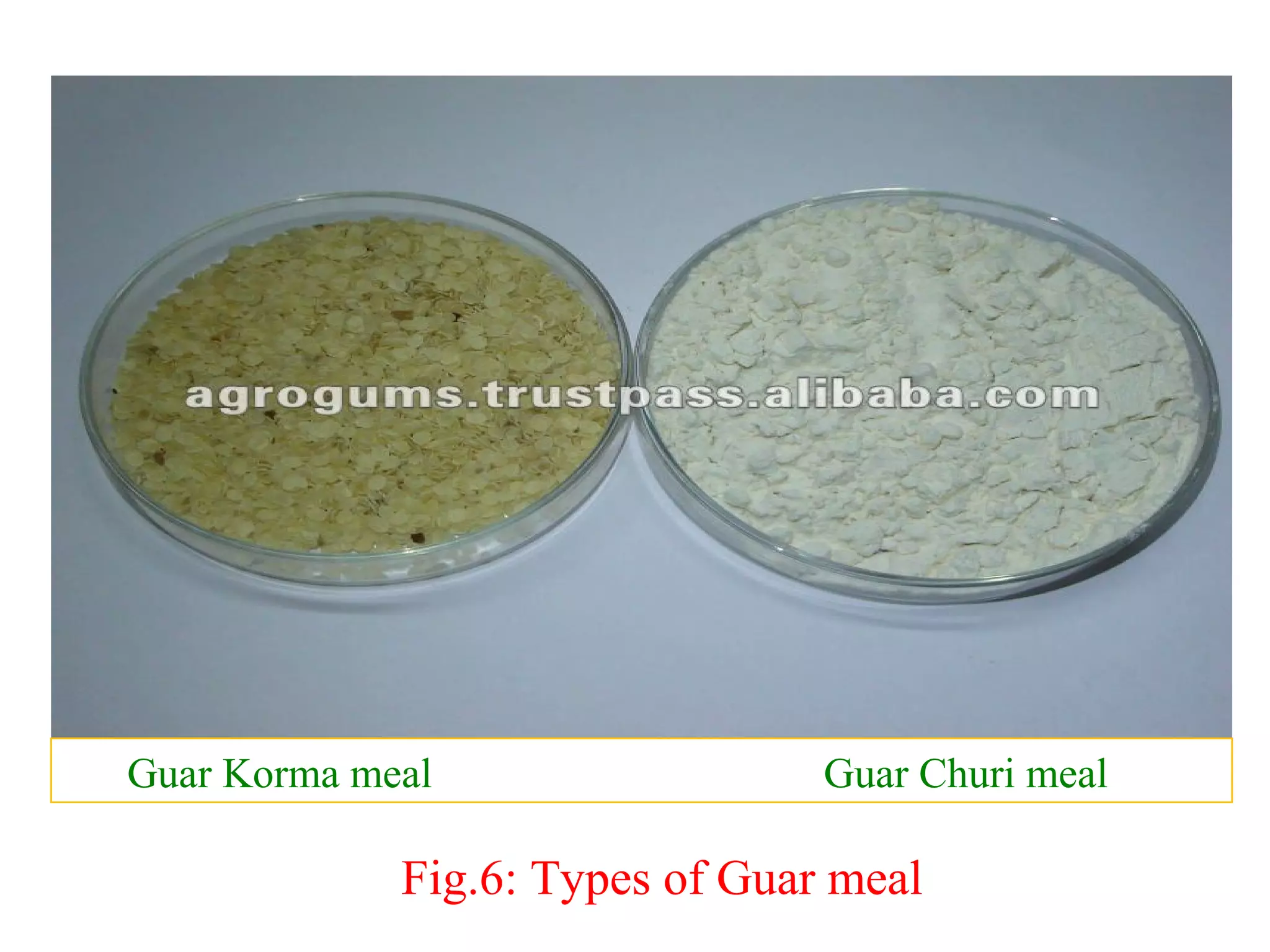 Fig.6: Types of Guar meal
Guar Korma meal Guar Churi meal
 