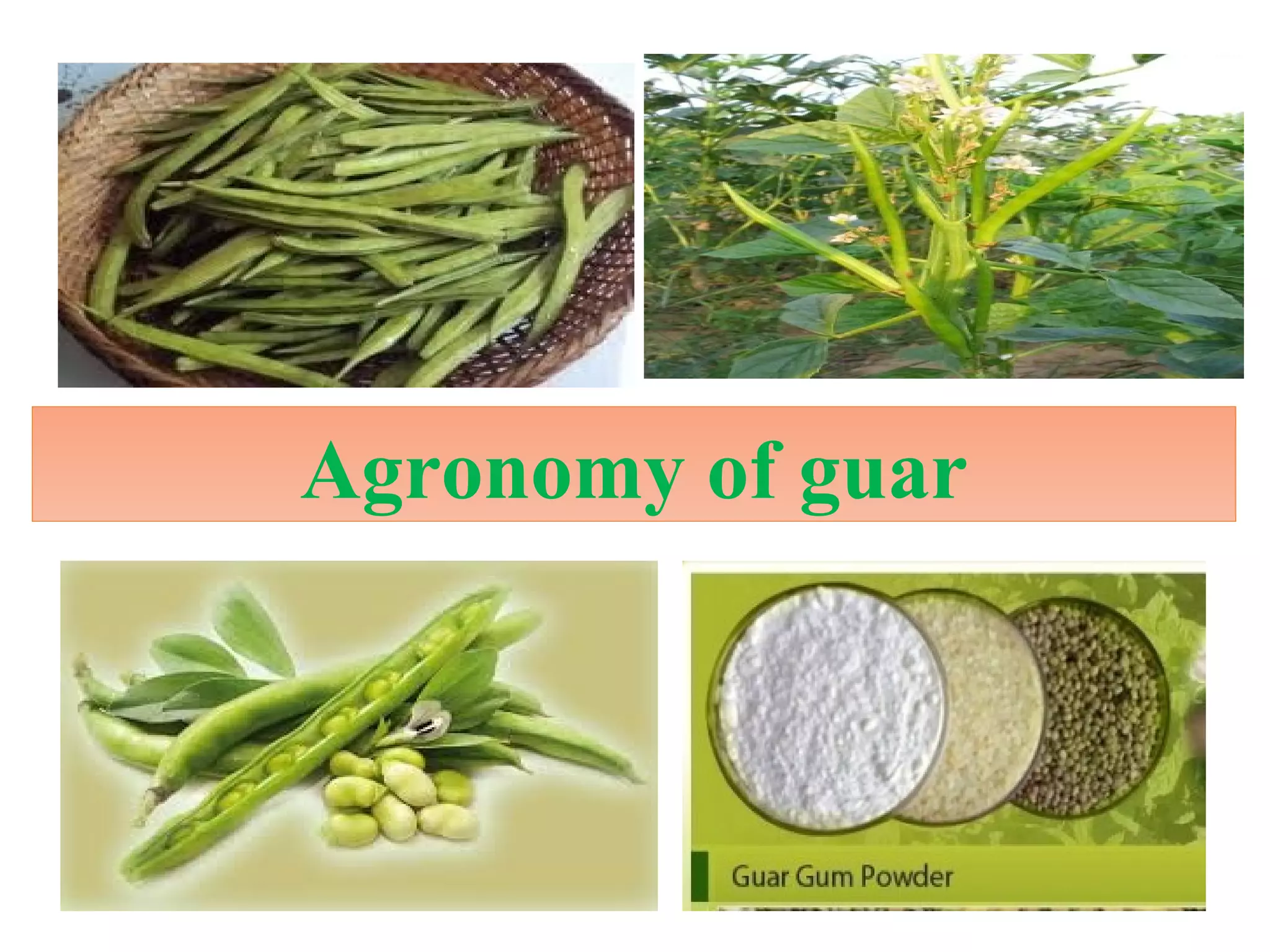 Agronomy of guar
 