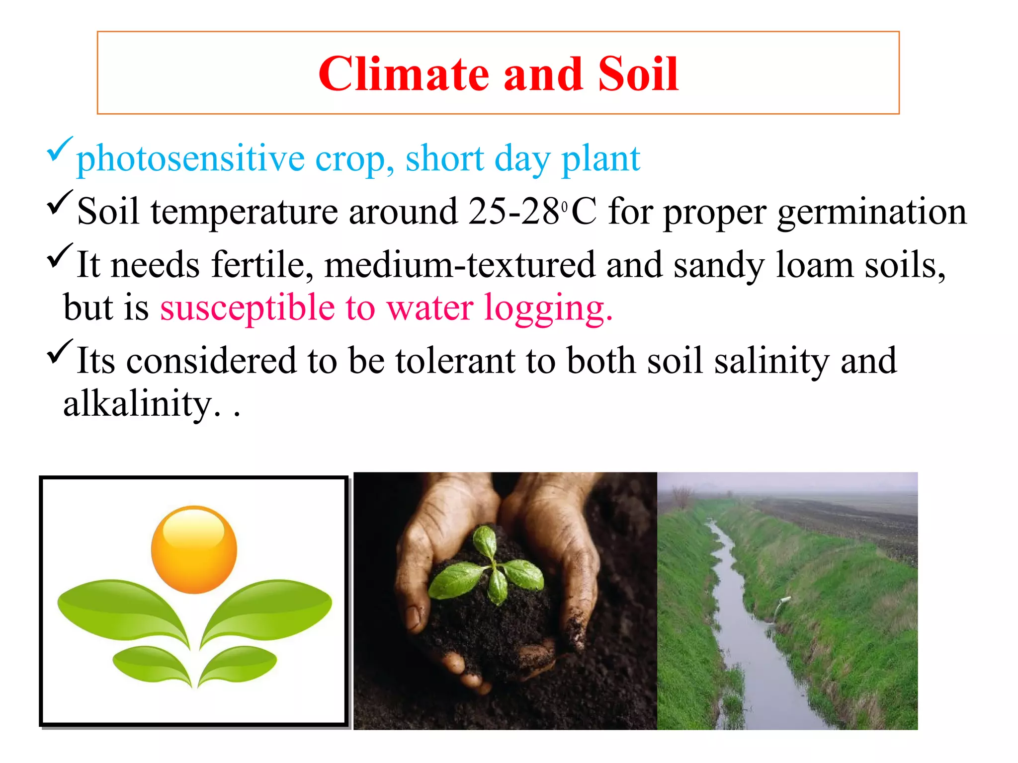 Climate and Soil
photosensitive crop, short day plant
Soil temperature around 25-28o
C for proper germination
It needs fertile, medium-textured and sandy loam soils,
but is susceptible to water logging.
Its considered to be tolerant to both soil salinity and
alkalinity. .
 