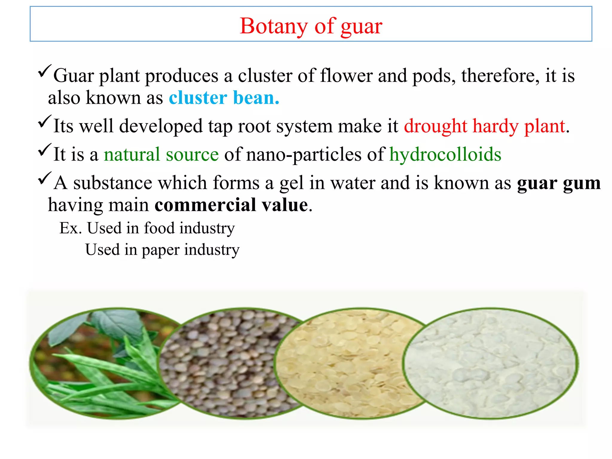 Guar plant produces a cluster of flower and pods, therefore, it is
also known as cluster bean.
Its well developed tap root system make it drought hardy plant.
It is a natural source of nano-particles of hydrocolloids
A substance which forms a gel in water and is known as guar gum
having main commercial value.
Ex. Used in food industry
Used in paper industry
Botany of guar
 