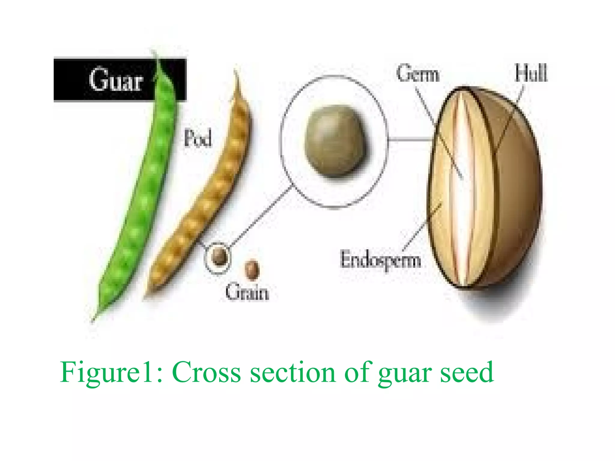 Figure1: Cross section of guar seed
 
