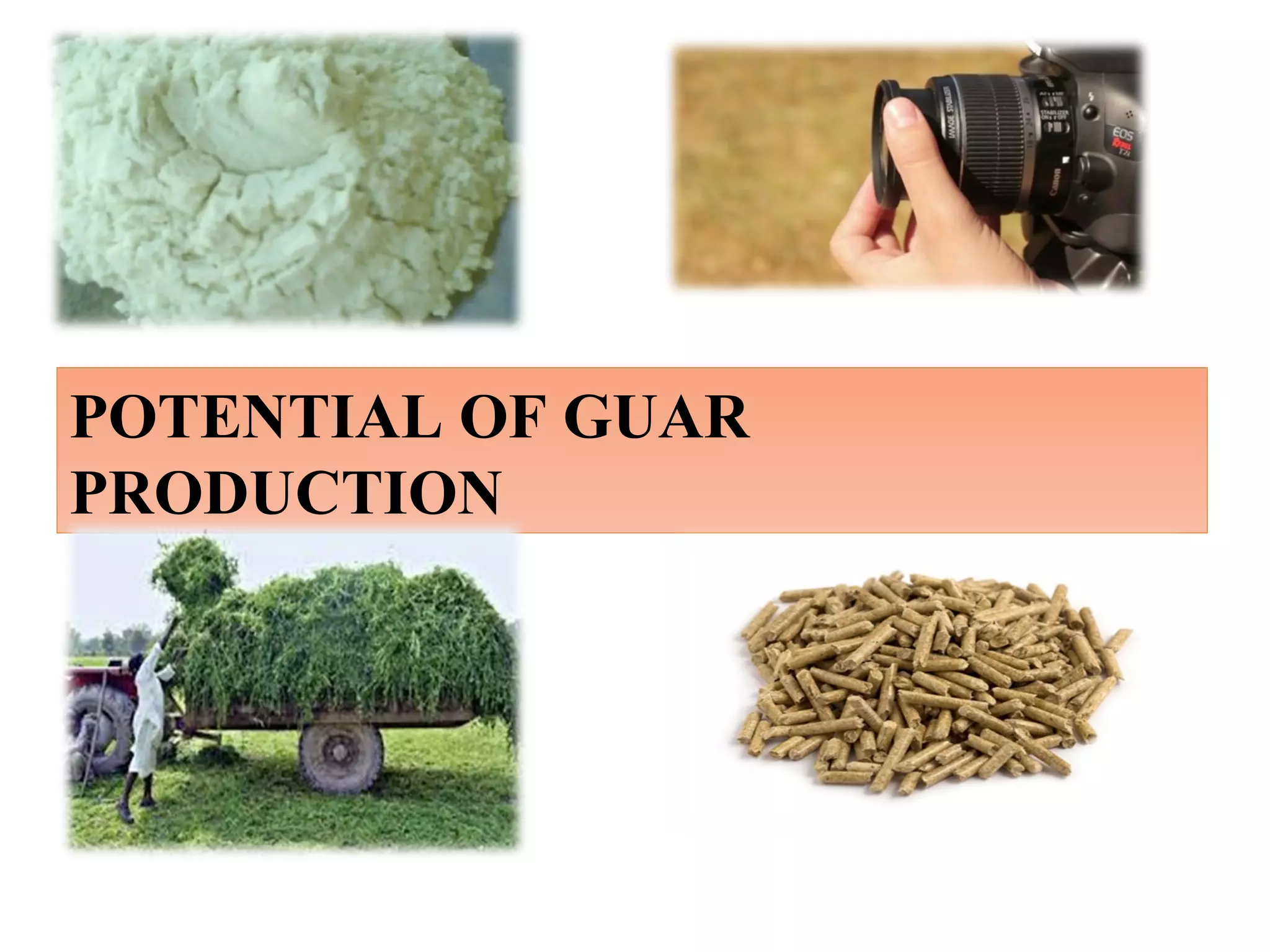 POTENTIAL OF GUAR
PRODUCTION
 