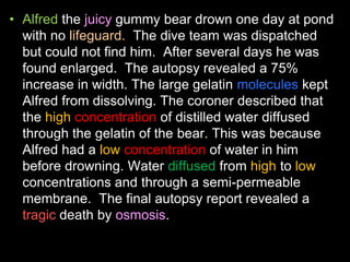 • Gummy bears didn’t grow in salt water
because salt water has a high concentration
of solute (the salt), making the gummy...