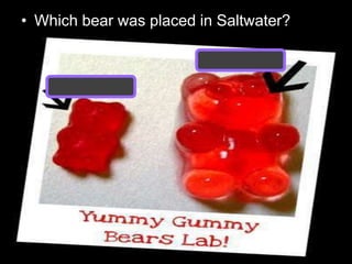 • Which bear was placed in Saltwater?
 