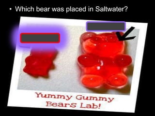 • Which bear was placed in Saltwater?
 