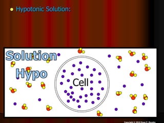  Hypotonic Solution: The cell has a higher
concentration in it than in the area surrounding
it.
 Water moves into the ce...