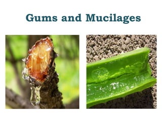 Gums and Mucilages
 