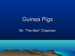 Guinea Pigs
Mr. “The Man” Chapman
 