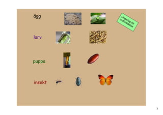 ägg       Un
         ord derl
            för ag 
               stå för
                  els
                      e



larv




puppa



insekt




                          3
 