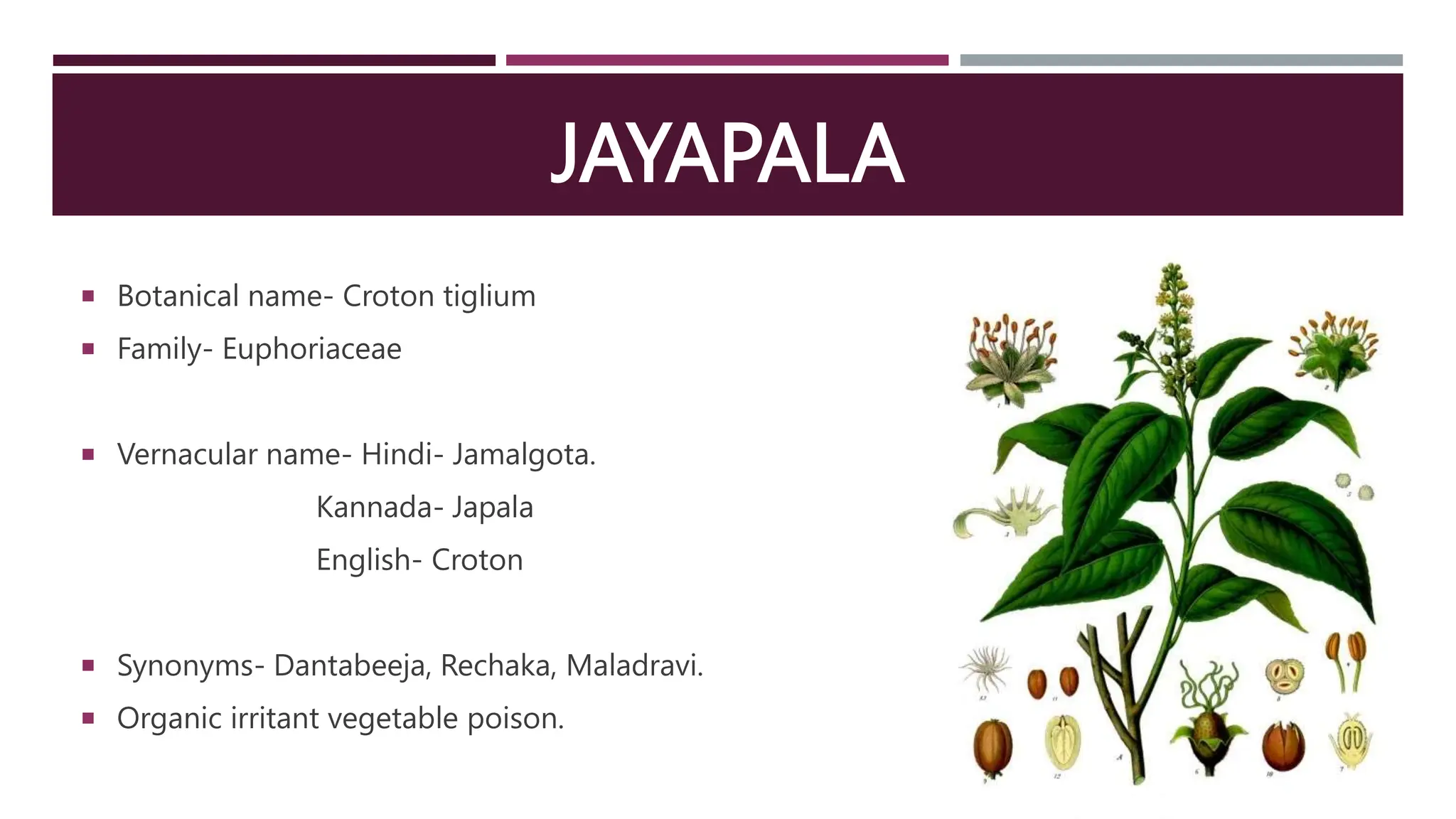JAYAPALA
 Botanical name- Croton tiglium
 Family- Euphoriaceae
 Vernacular name- Hindi- Jamalgota.
Kannada- Japala
English- Croton
 Synonyms- Dantabeeja, Rechaka, Maladravi.
 Organic irritant vegetable poison.
 