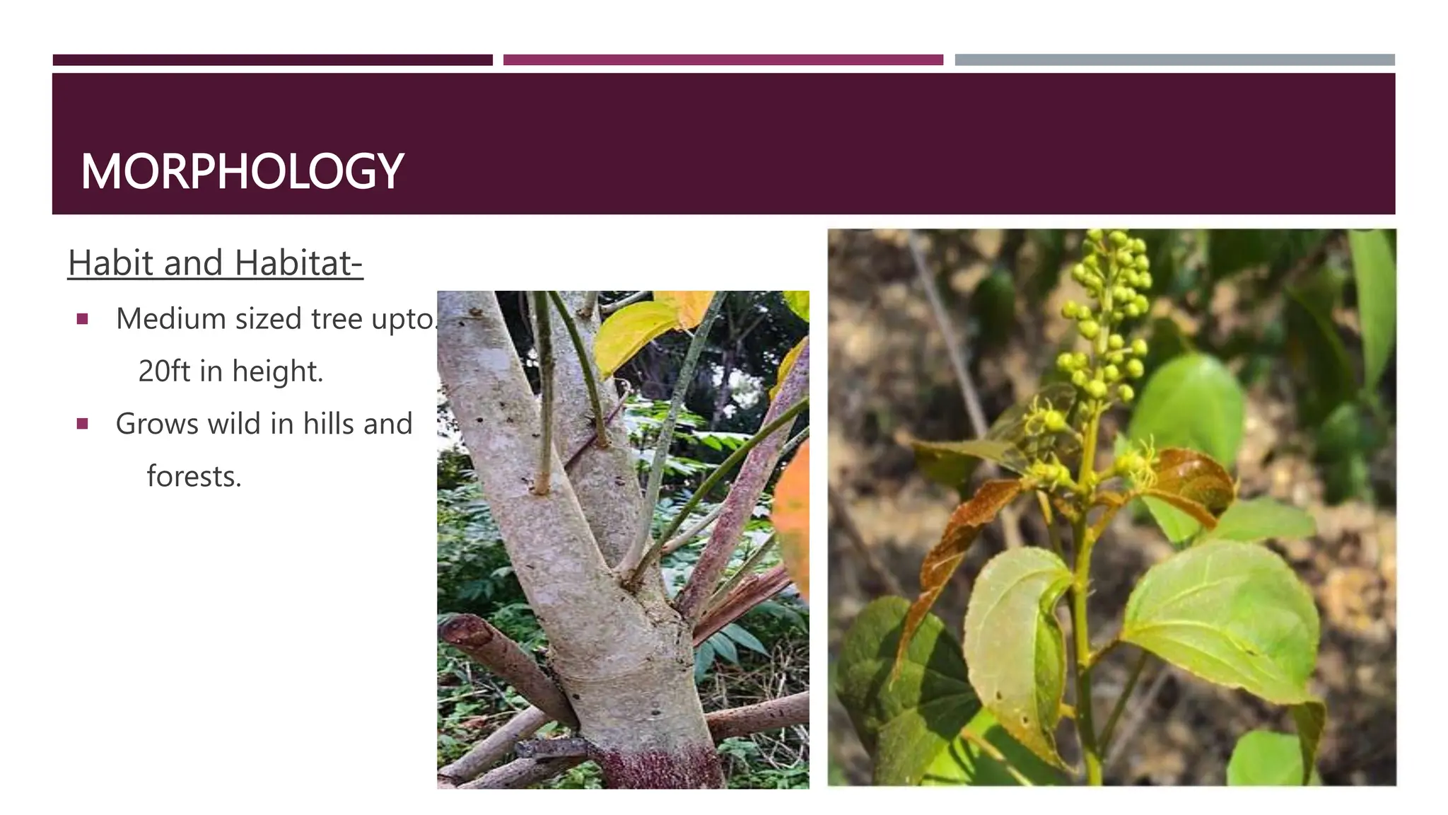 MORPHOLOGY
Habit and Habitat-
 Medium sized tree upto.
20ft in height.
 Grows wild in hills and
forests.
 