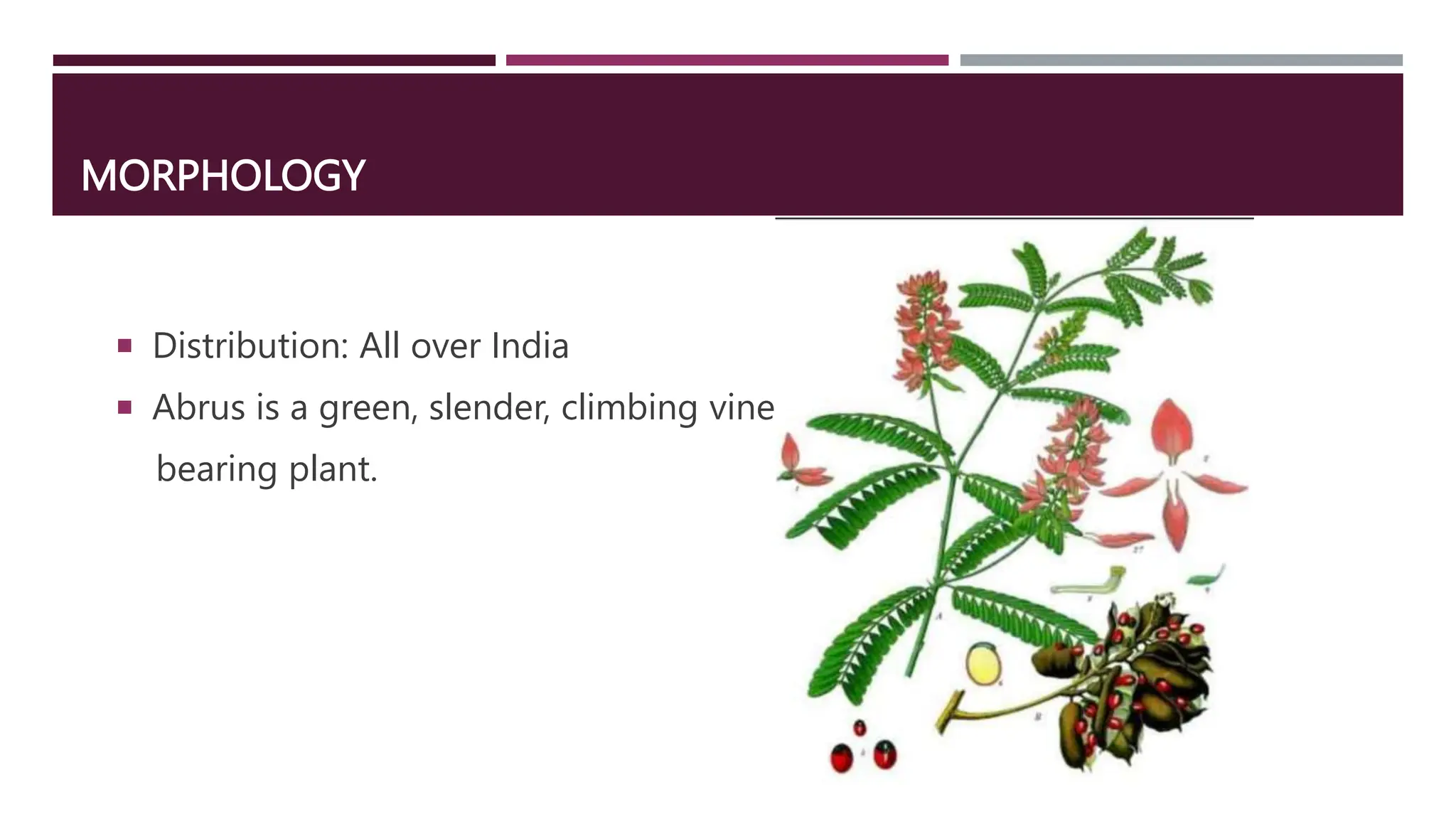 MORPHOLOGY
 Distribution: All over India
 Abrus is a green, slender, climbing vine
bearing plant.
 