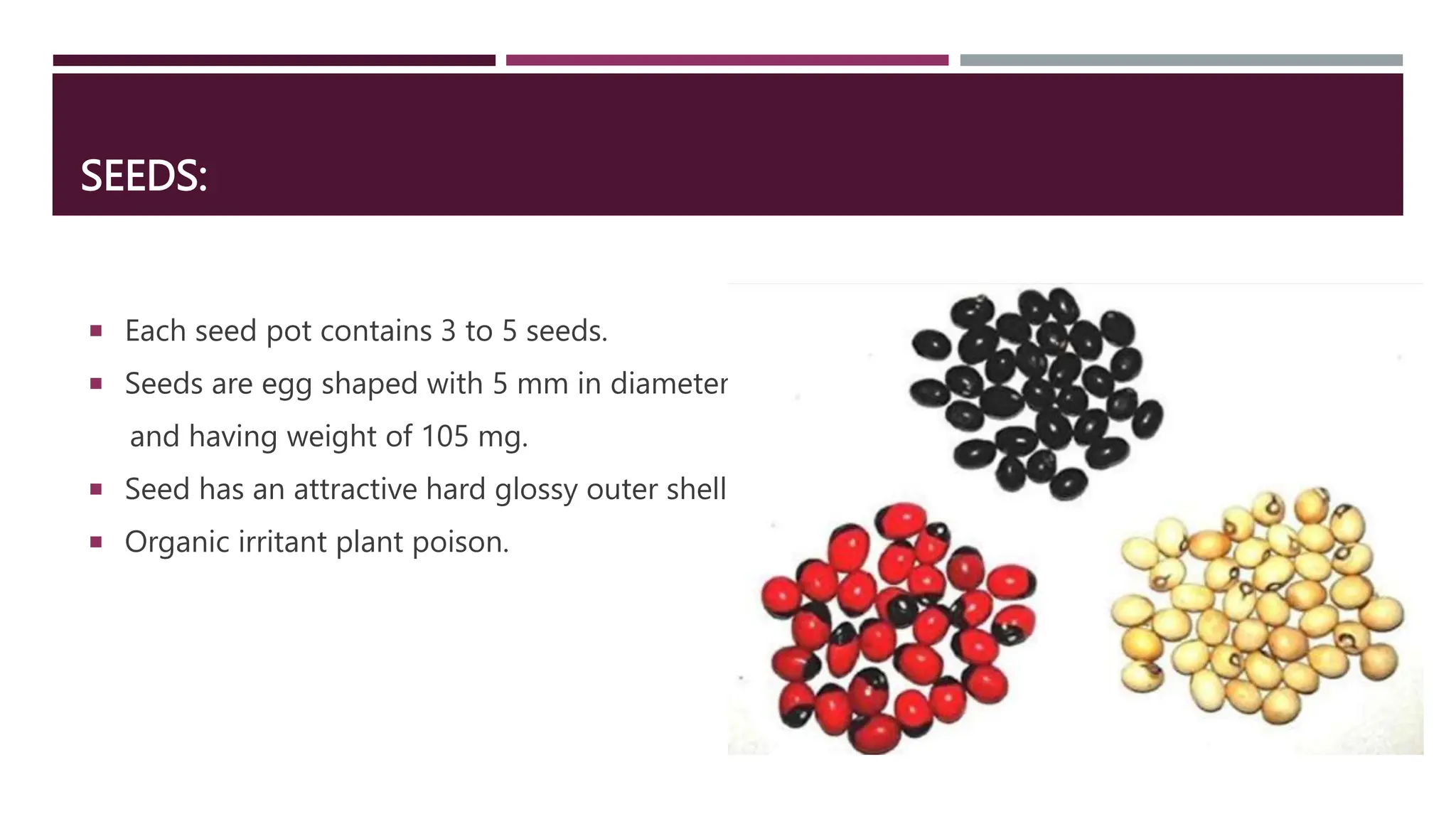 SEEDS:
 Each seed pot contains 3 to 5 seeds.
 Seeds are egg shaped with 5 mm in diameter
and having weight of 105 mg.
 Seed has an attractive hard glossy outer shell.
 Organic irritant plant poison.
 
