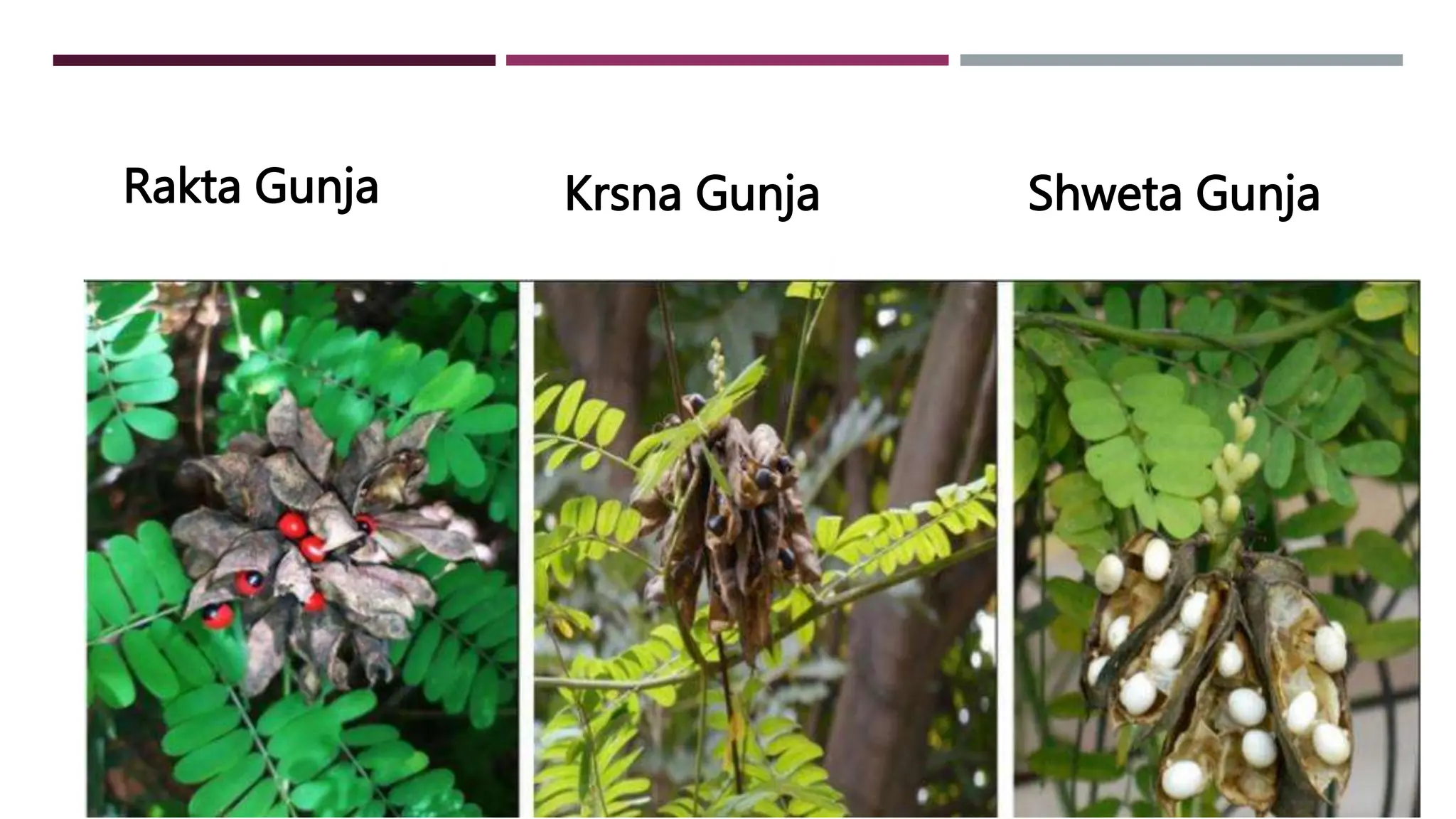 TYPES: Shweta Gunja
Rakta Gunja Krsna Gunja
 