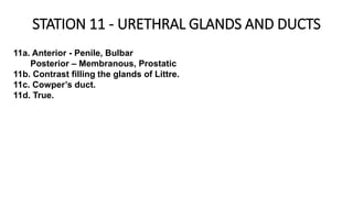 STATION 11 - URETHRAL GLANDS AND DUCTS
11a. Anterior - Penile, Bulbar
Posterior – Membranous, Prostatic
11b. Contrast filling the glands of Littre.
11c. Cowper’s duct.
11d. True.
 