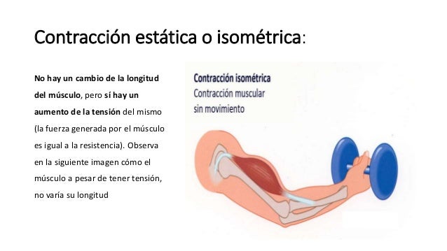 Gupos musculares tipos de fibra Gupos musculares tipos de fibra