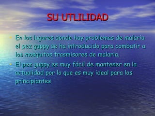 SU UTLILIDAD En los lugares donde hay problemas de malaria el pez guppy se ha introducido para combatir a los mosquitos trasmisores de malaria. El pez guppy es muy fácil de mantener en la actualidad por lo que es muy ideal para los principiantes 
