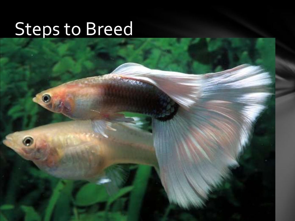 Guppy Breeding