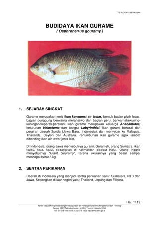TTG BUDIDAYA PERIKANAN

BUDIDAYA IKAN GURAME
( Osphronemus gouramy )

1.

SEJARAH SINGKAT
Gurame merupakan jenis ikan konsumsi air tawar, bentuk badan pipih lebar,
bagian punggung berwarna merahsawo dan bagian perut berwarnakekuningkuningan/keperak-perakan. Ikan gurame merupakan keluarga Anabantidae,
keturunan Helostoma dan bangsa Labyrinthici. Ikan gurami berasal dari
perairan daerah Sunda (Jawa Barat, Indonesia), dan menyebar ke Malaysia,
Thailands, Ceylon dan Australia. Pertumbuhan ikan gurame agak lambat
dibanding ikan air tawar jenis lain.
Di Indonesia, orang Jawa menyebutnya gurami, Gurameh, orang Sumatra ikan
kalau, kala, kalui, sedangkan di Kalimantan disebut Kalui. Orang Inggris
menyebutnya “Giant Gouramy”, karena ukurannya yang besar sampai
mencapai berat 5 kg.

2.

SENTRA PERIKANAN
Daerah di Indonesia yang menjadi sentra perikanan yaitu: Sumatera, NTB dan
Jawa. Sedangkan di luar negeri yaitu: Thailand, Jepang dan Filipina.

Hal. 1/ 12
Kantor Deputi Menegristek Bidang Pendayagunaan dan Pemasyarakatan Ilmu Pengetahuan dan Teknologi
Gedung II BPP Teknologi Lantai 6, Jl. M.H. Thamrin 8 Jakarta 10340
Tel. 021 316 9166~69, Fax. 021 316 1952, http://www.ristek.go.id

 
