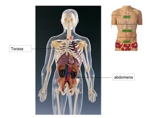 Toraxa
abdomena
 