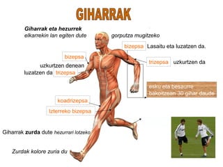 Giharrak eta hezurrek
elkarrekin lan egiten dute gorputza mugitzeko
uzkurtzen denean
bizepsa
koadrizepsa
Giharrak zurda dute hezurrari lotzeko
Orpozurda
Zurdak kolore zuria du
esku eta besaurre
bakoitzean 30 gihar daude
luzatzen da
trizepsa
Izterreko bizepsa
bizepsa
Lasaitu eta luzatzen da.
trizepsa
uzkurtzen da
 