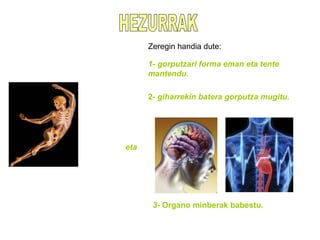 1- gorputzari forma eman eta tente
mantendu.
2- giharrekin batera gorputza mugitu.
3- Organo minberak babestu.
Zeregin handia dute:
eta
 