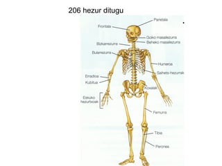 206 hezur ditugu
 