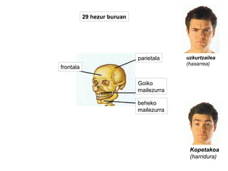 frontala
parietala
Goiko
mailezurra
beheko
mailezurra
uzkurtzailea
(hasarrea)
Kopetakoa
(harridura)
29 hezur buruan
 