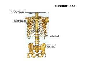bizkarrezurra
saihetsak
ENBORREKOAK
bularrezurra
koxalak
 